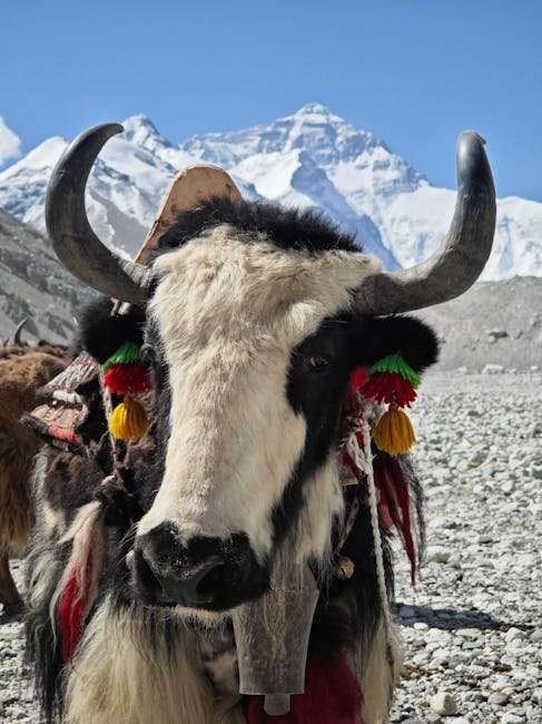 Colorful decorated yak with Mount Everest in the backdrop, showcasing cultural tourism.